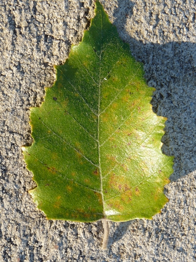{Betula nigra}